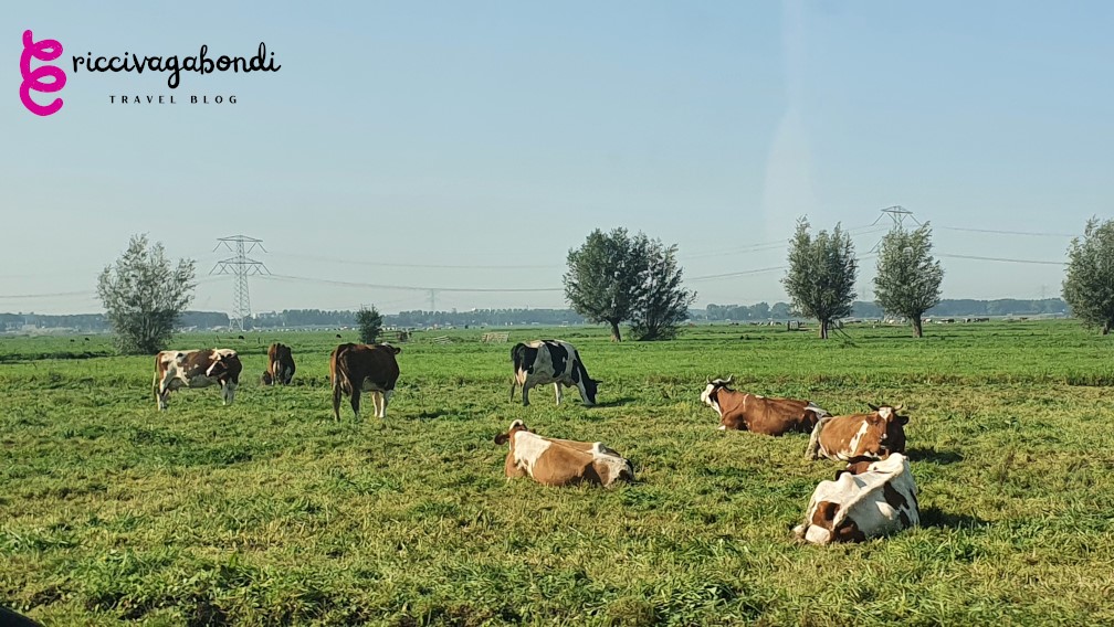 View of cows relaxing on a sunny day
