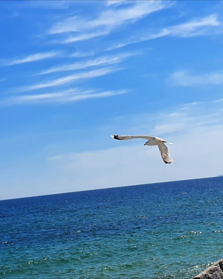 Maritime view of a sea gull flying over the Baltic blue sea in north-east Germany