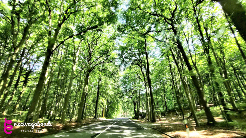 View of the forest on Rügen island and a boulevard in the shadow