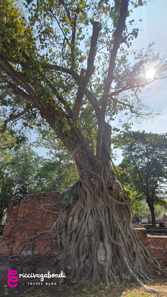 View of a Buddha head in a tree in Ayuttaya, Thailand