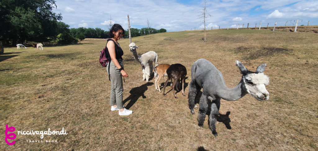 View of riccivagavondi with some alpacas